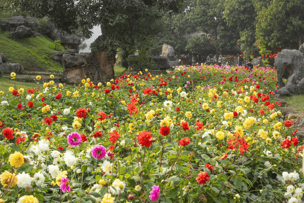 Thi&ecirc;n đường hoa với nhiều sắc m&agrave;u rực rỡ (Nguồn: Fanpage Thung Nham Resort - Restaurant)